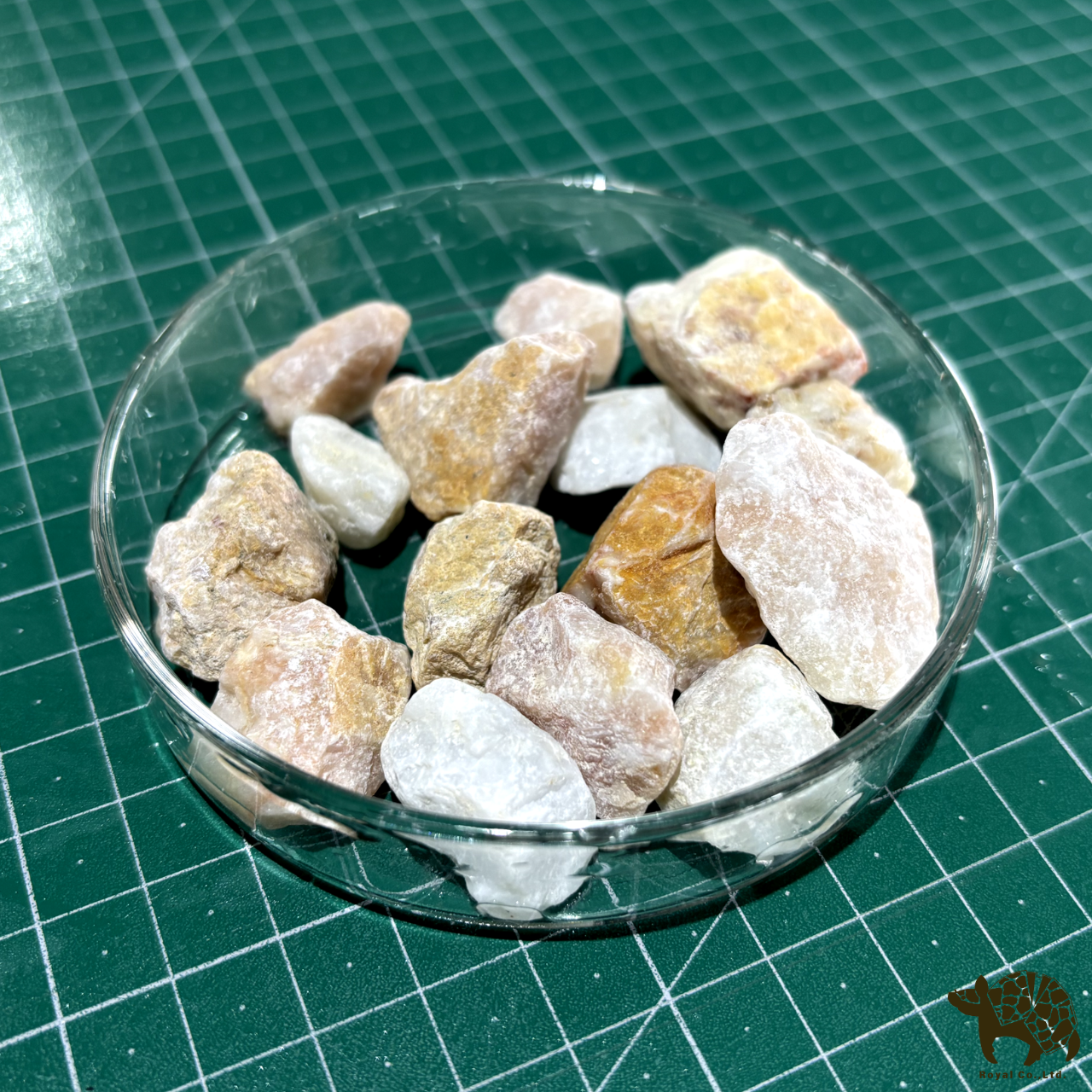 チップイエロー 18kg かっこいい かわいい 南国風