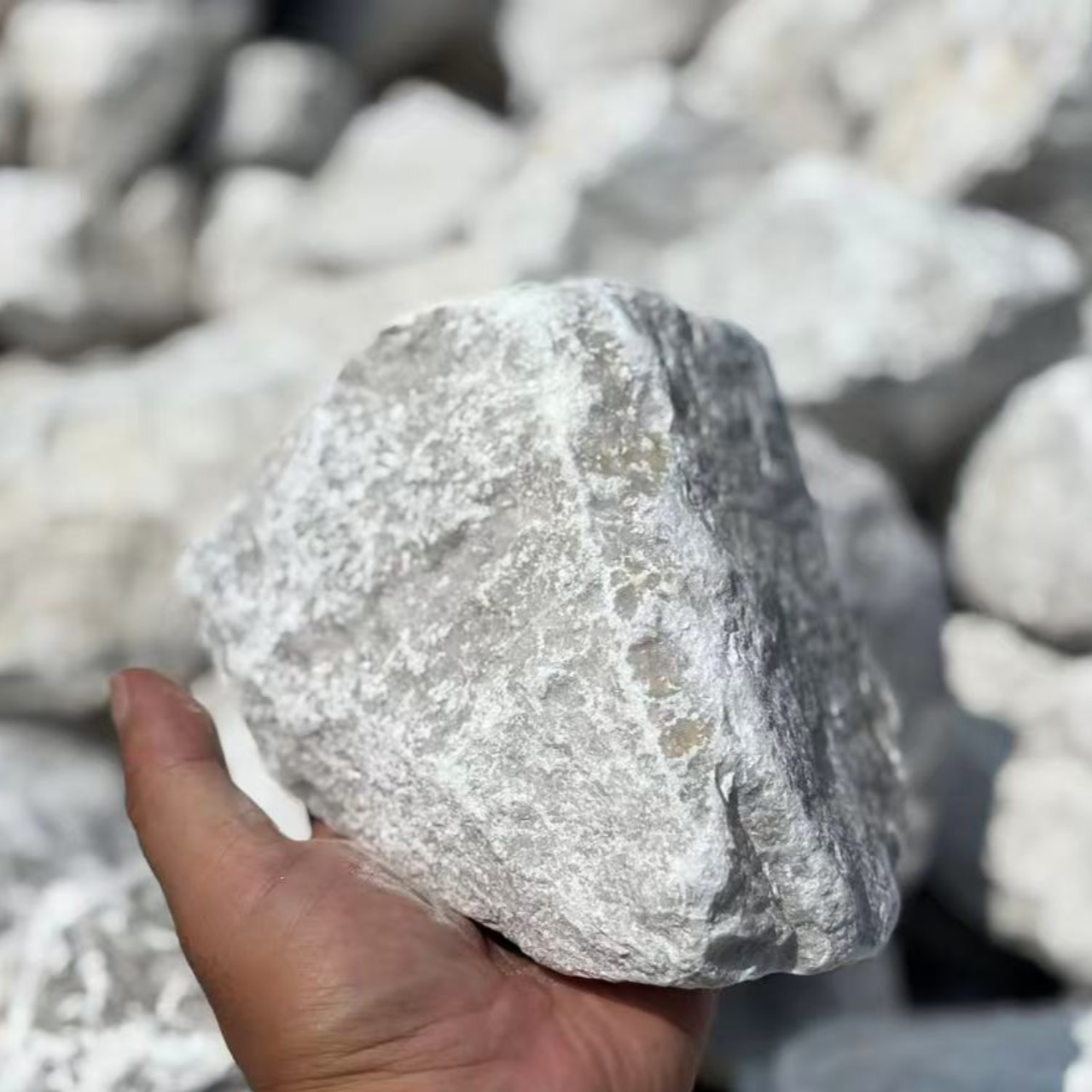 【100kg以上ご注文の方】【kg単位販売】アイボリー φ150-250mm内外 - 画像 (2)